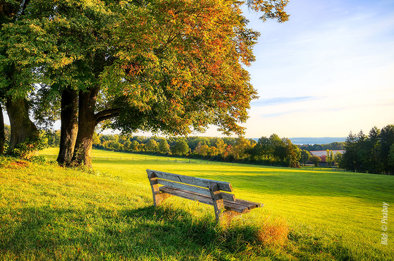 Band steht auf grüner Wiese, im Hintergrund ist ein herbstlicher Baum
